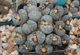 Lithops otzeniana