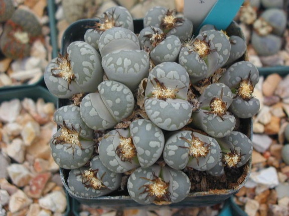Lithops otzeniana