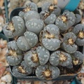 Lithops otzeniana
