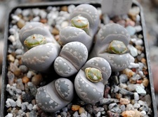 Lithops otzeniana -01