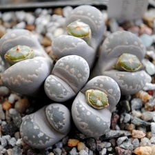 Lithops otzeniana -01