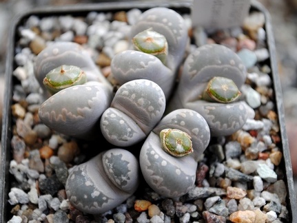 Lithops otzeniana -01
