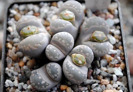Lithops otzeniana -01