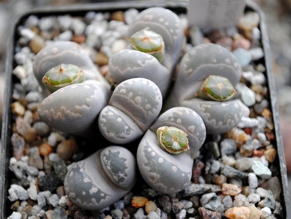 Lithops otzeniana -01
