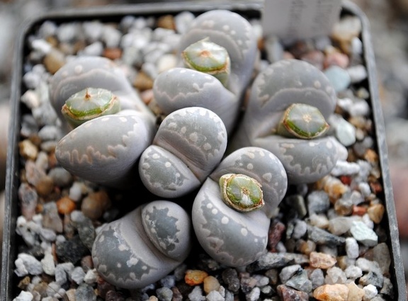 Lithops otzeniana -01