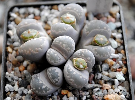Lithops otzeniana -01