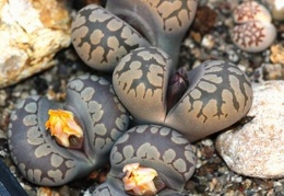 Lithops otzeniana 001