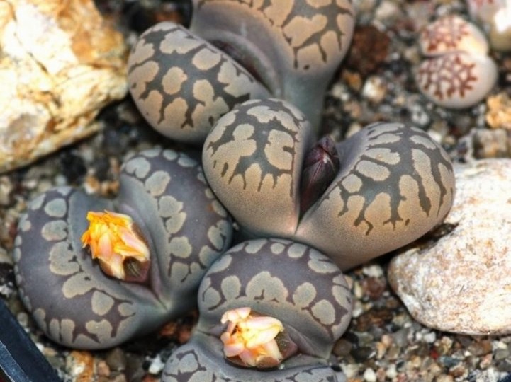 Lithops otzeniana 001