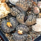 Lithops otzeniana 001