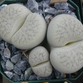 Lithops pseudotruncatella