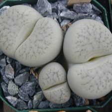 Lithops pseudotruncatella