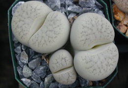 Lithops pseudotruncatella