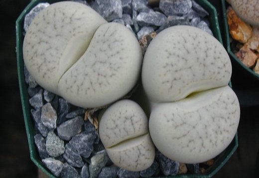 Lithops pseudotruncatella