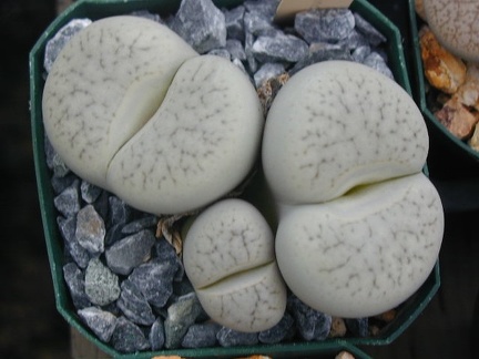 Lithops pseudotruncatella