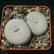 Lithops pseudotruncatella SSP olkii C69