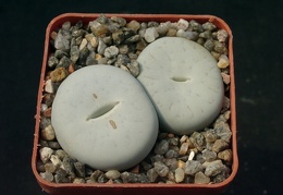 Lithops pseudotruncatella SSP olkii C69