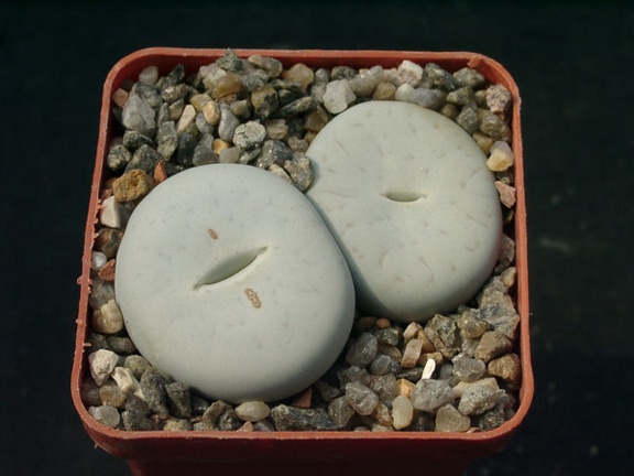 Lithops pseudotruncatella SSP olkii C69