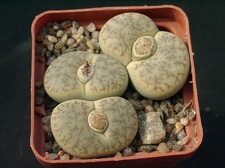 Lithops pseudotruncatella alpina