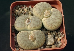 Lithops pseudotruncatella alpina