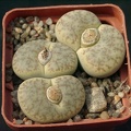 Lithops pseudotruncatella alpina