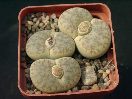 Lithops pseudotruncatella alpina