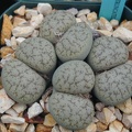 Lithops pseudotruncatella alpina C381