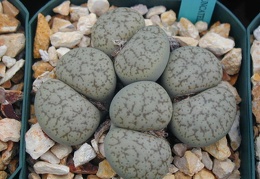 Lithops pseudotruncatella alpina C381
