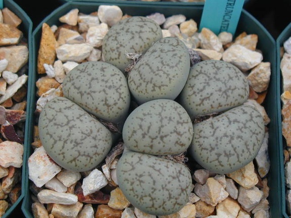Lithops pseudotruncatella alpina C381