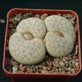 Lithops pseudotruncatella mundtii