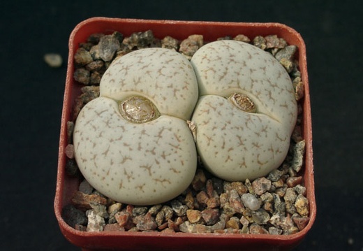 Lithops pseudotruncatella mundtii