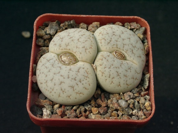 Lithops pseudotruncatella mundtii