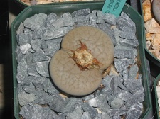 Lithops pseudotruncatella ssp  dentritica fairnosa C245