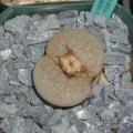 Lithops pseudotruncatella ssp  dentritica fairnosa C245