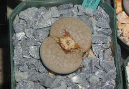 Lithops pseudotruncatella ssp  dentritica fairnosa C245