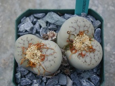 Lithops pseudotruncatella ssp  volkii