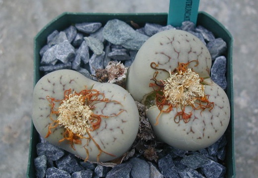 Lithops pseudotruncatella ssp  volkii