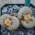Lithops pseudotruncatella ssp  volkii