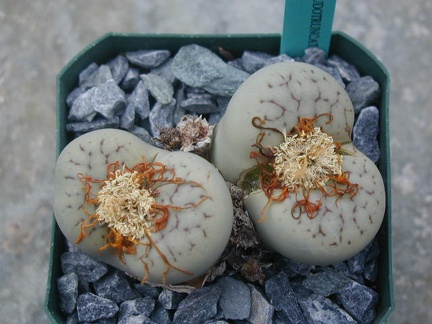Lithops pseudotruncatella ssp  volkii