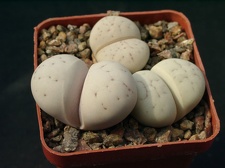 Lithops ruschiorum