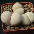 Lithops ruschiorum