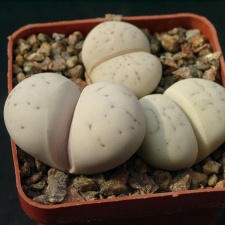 Lithops ruschiorum