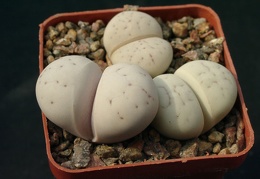 Lithops ruschiorum