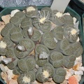 Lithops salicola