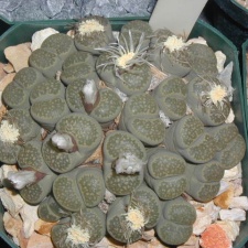 Lithops salicola