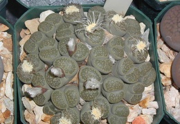 Lithops salicola