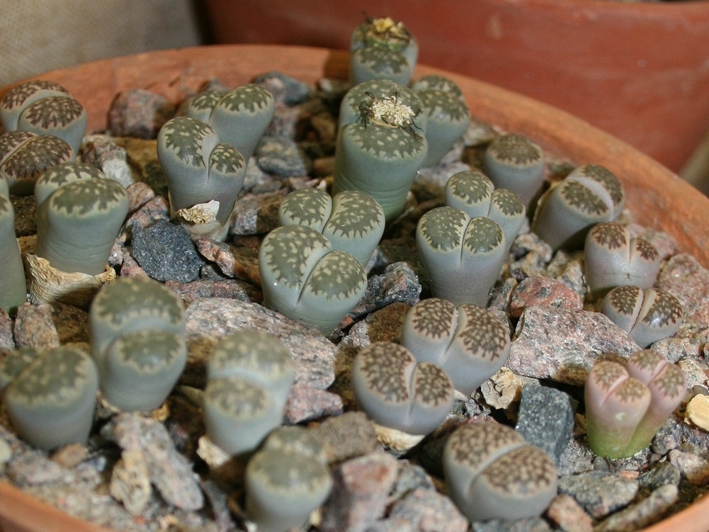 Lithops salicola 001