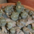 Lithops salicola 001