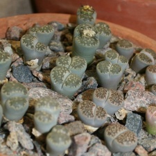 Lithops salicola 001