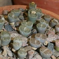 Lithops_salicola_001.JPG
