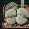 Lithops schwantesii v kunjasensis